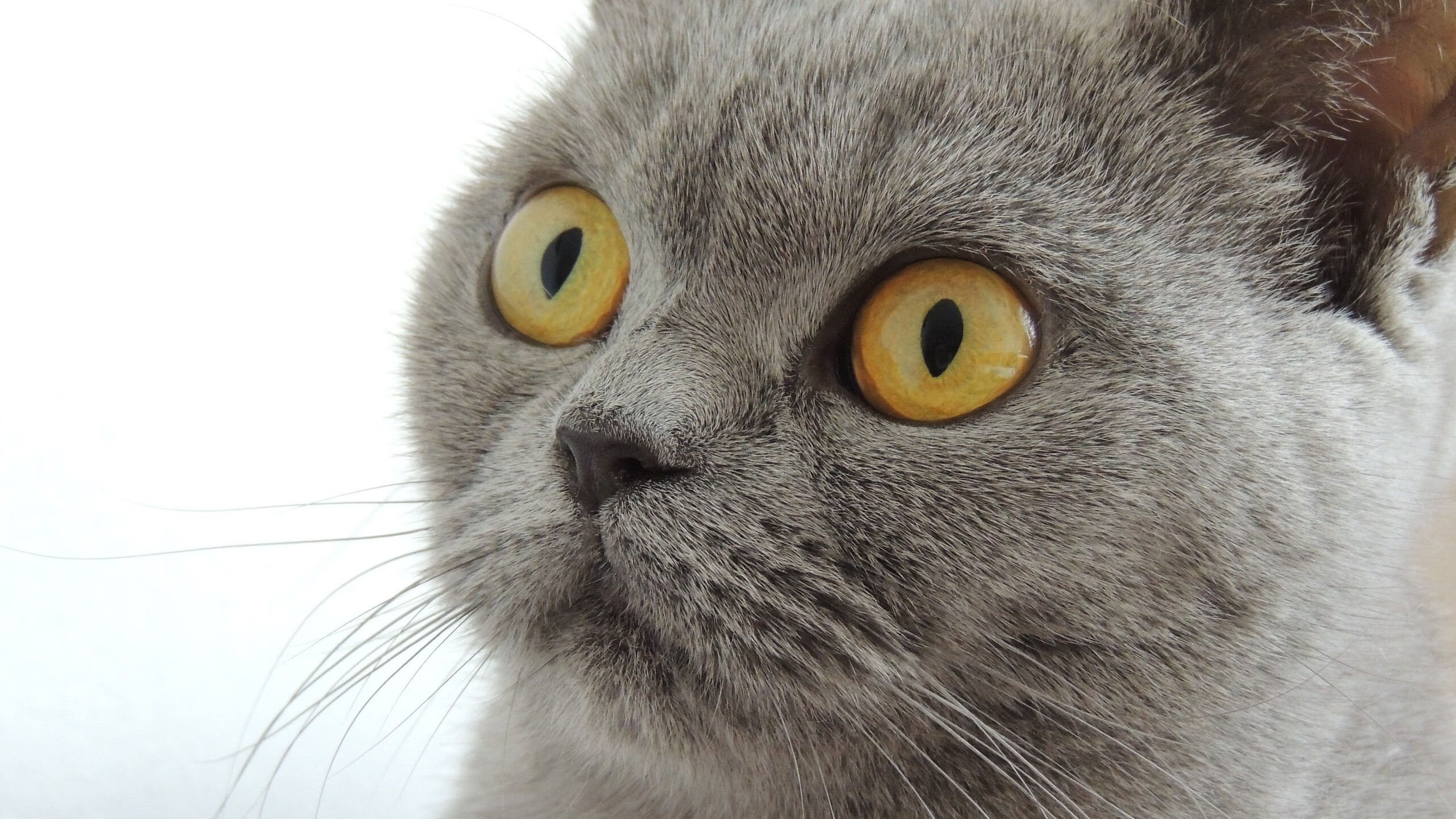 开云网页版-NBA球队交易市场活跃，nba球队交易价格