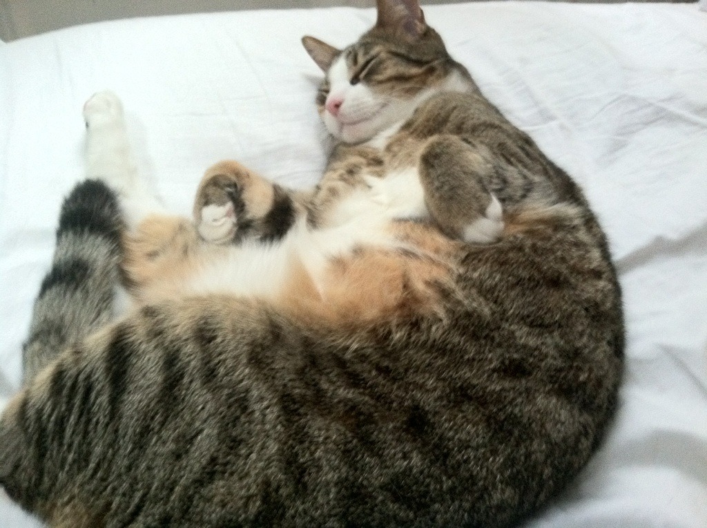 勒沃库森中场核心回归,勒沃库森队