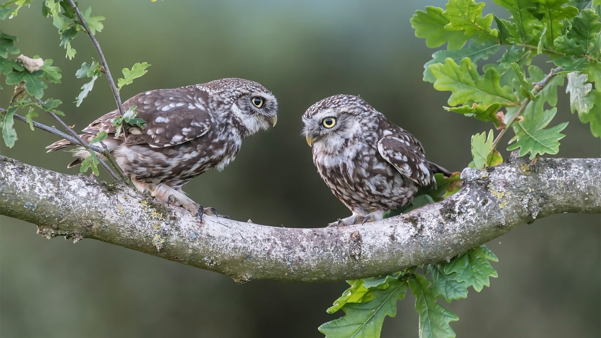 博卡青年主帅战术调整,博卡青年队主场在哪儿