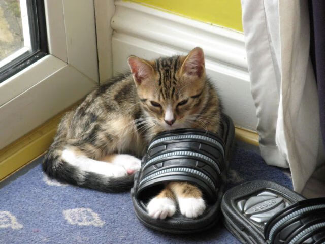 四川金强球队心理调节能力提升,四川金强球员名单