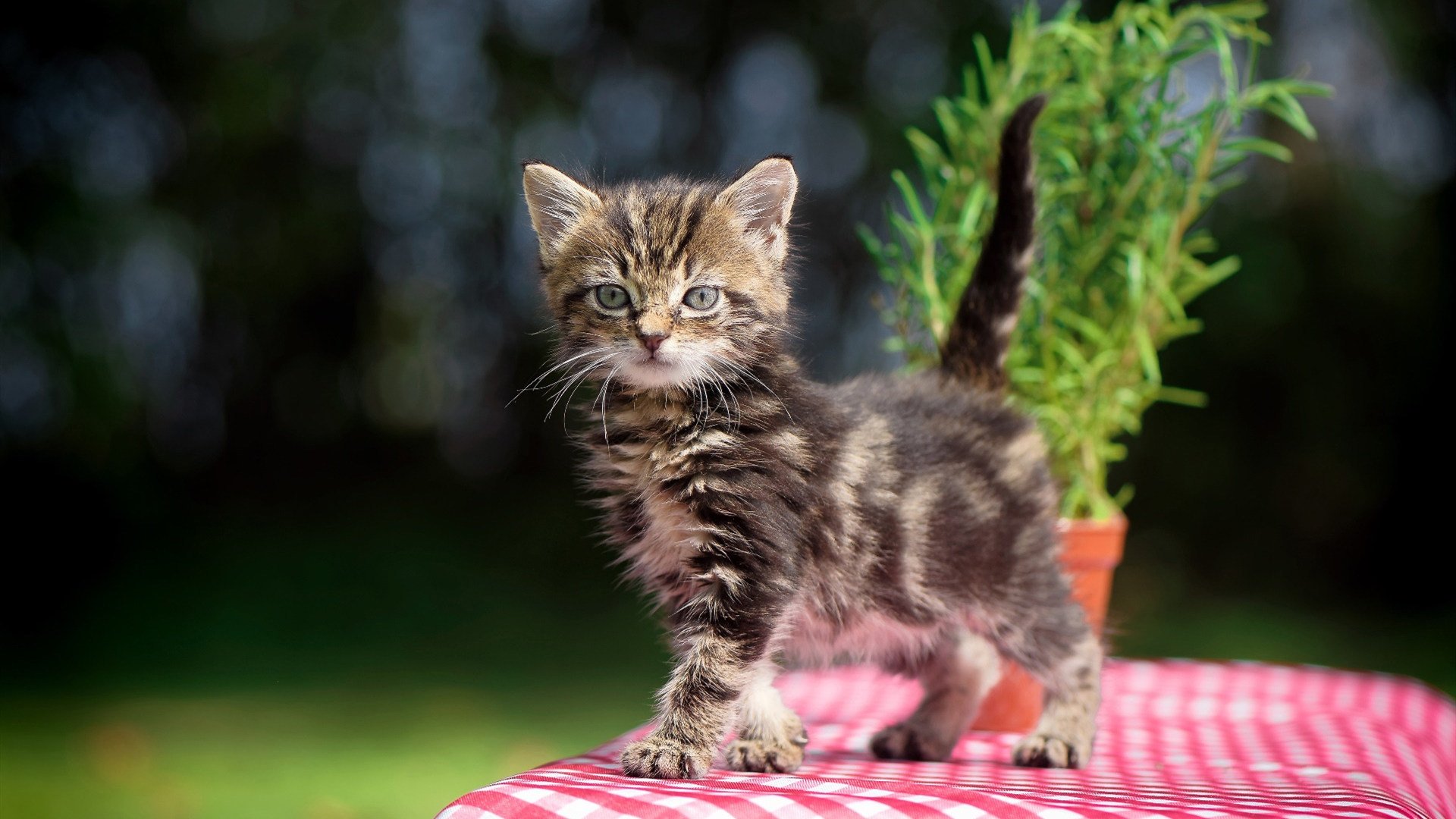 开云娱乐app安全登录-巴黎圣日耳曼势如破竹，冠军呼之欲出，巴黎圣日耳曼首发11人