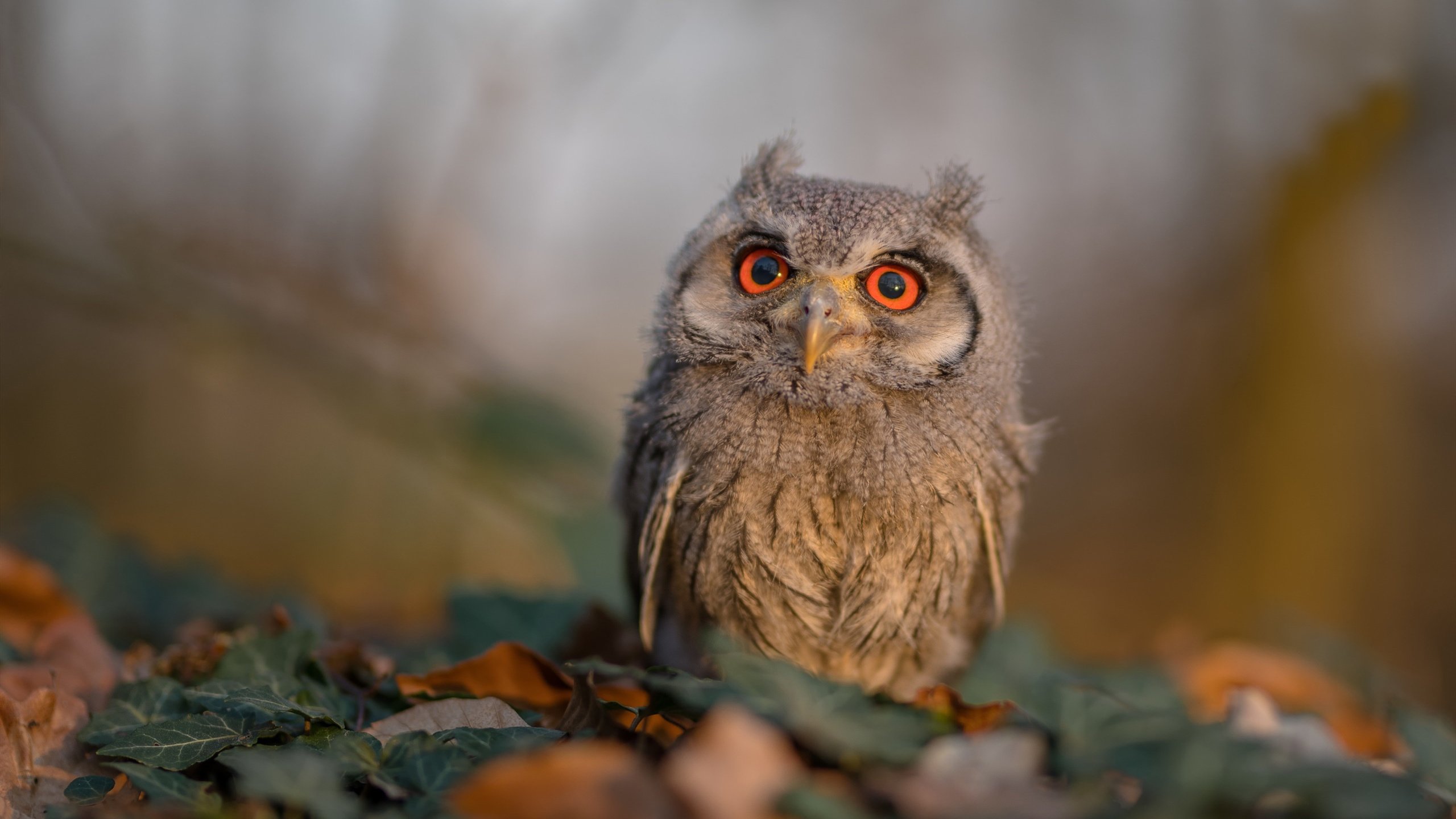 摩纳哥球员状态火热,摩纳哥球员状态火热视频