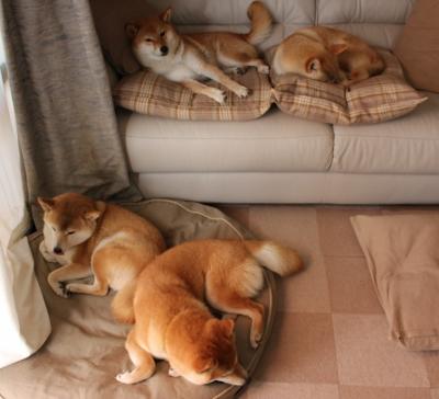 NBA联盟全球粉丝互动平台创新与实践,nba球队粉丝数量排行榜