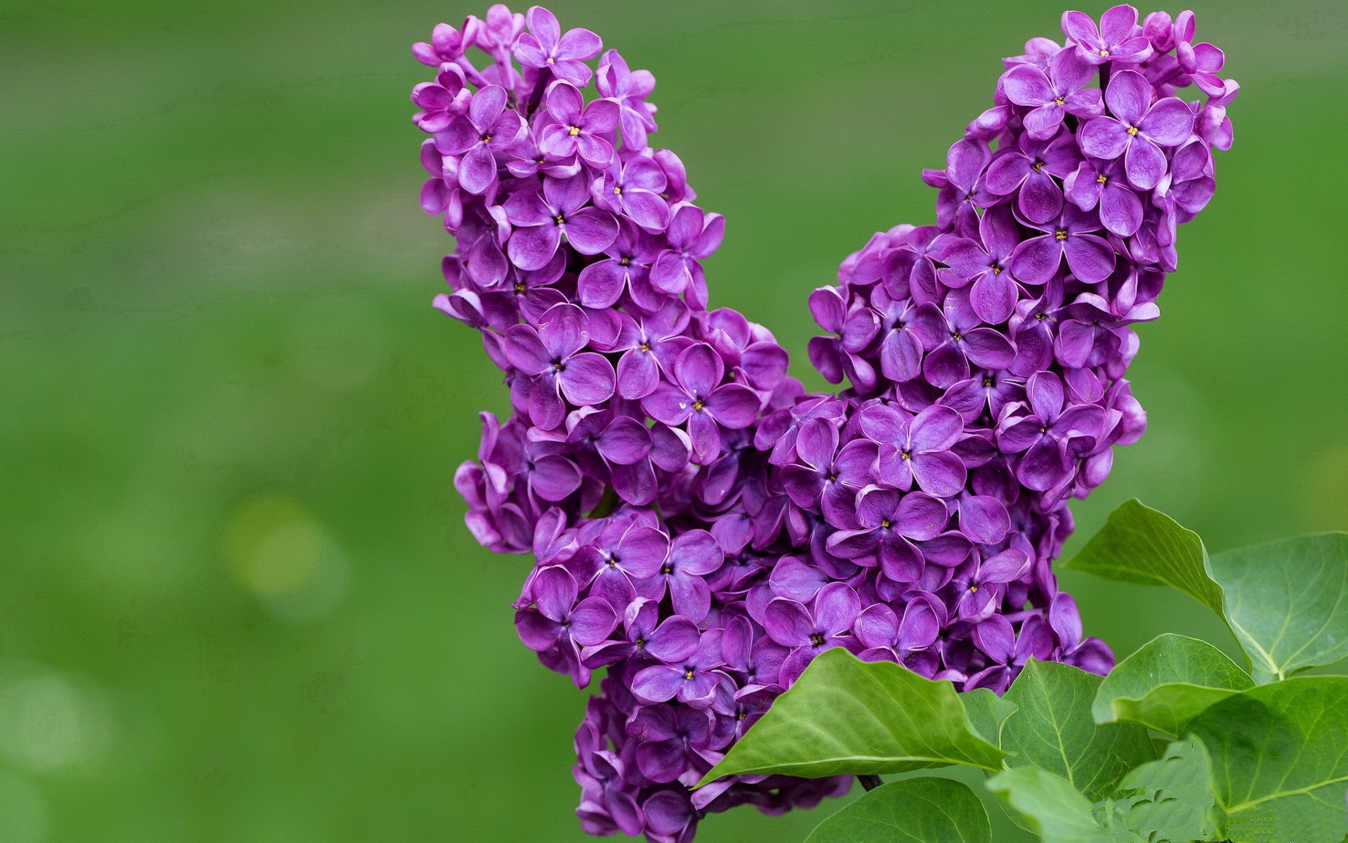 中国篮球职业联赛品牌形象塑造与传播策略,中国职业篮球联赛的英文字母是什么