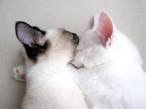 体育场馆设施智能化改造,体育场馆智慧化建设