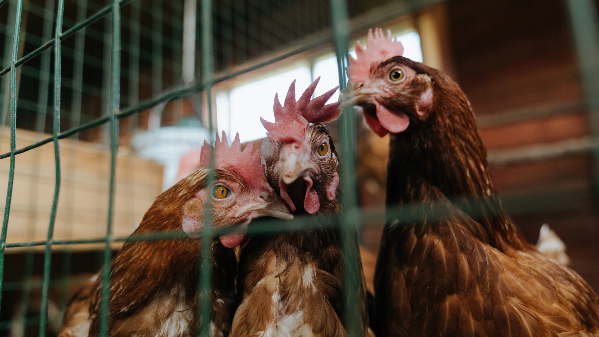 国足场上球员换位效率与执行成功率,国足场地更换