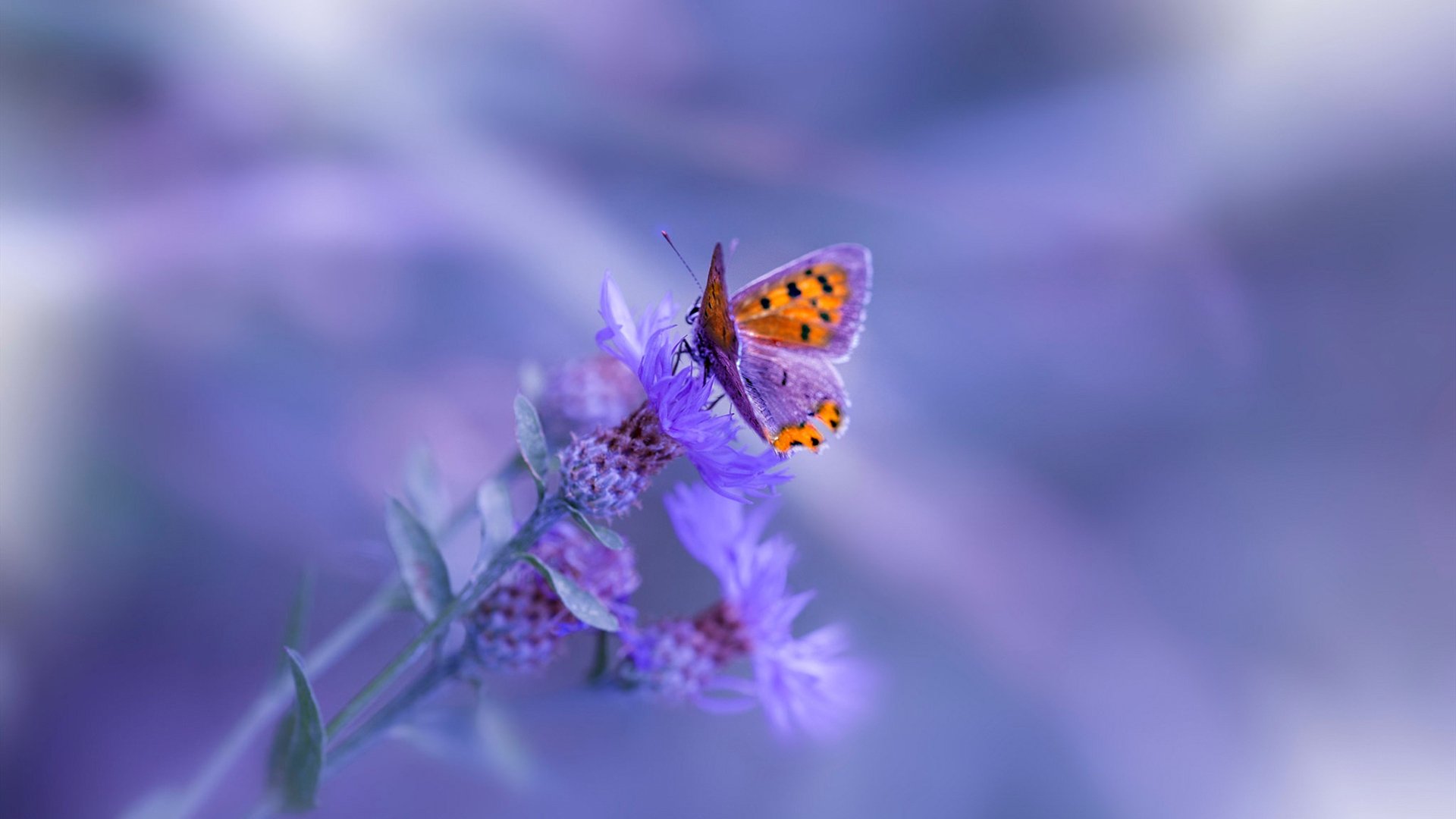 法甲球队利用视频分析优化防守站位与协防效率,法甲球队地理位置