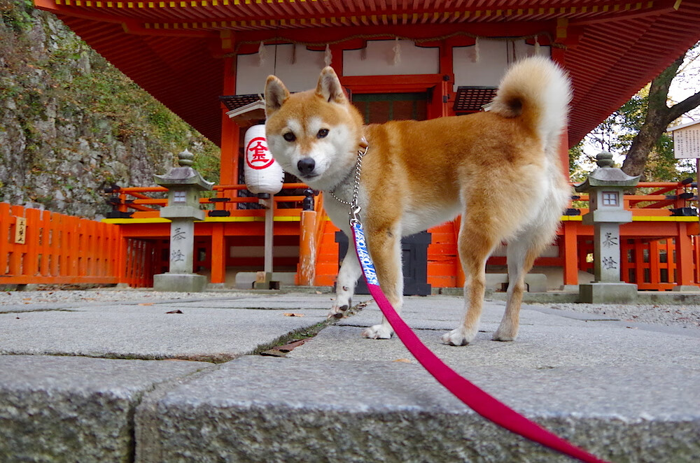 篮球运动员专项技能训练教学法创新研究,篮球运球技术教学训练的建议