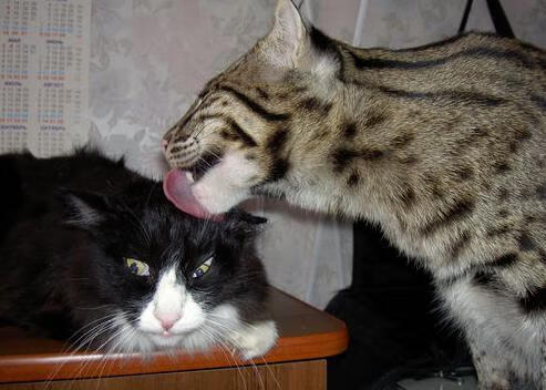 AC米兰攻防转换迅速打出精彩反击，ac米兰防守